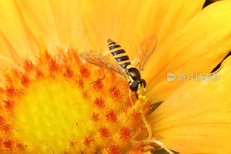 长食蚜蝇(Sphaerophoria scripta)在黄色和橙色的菊科